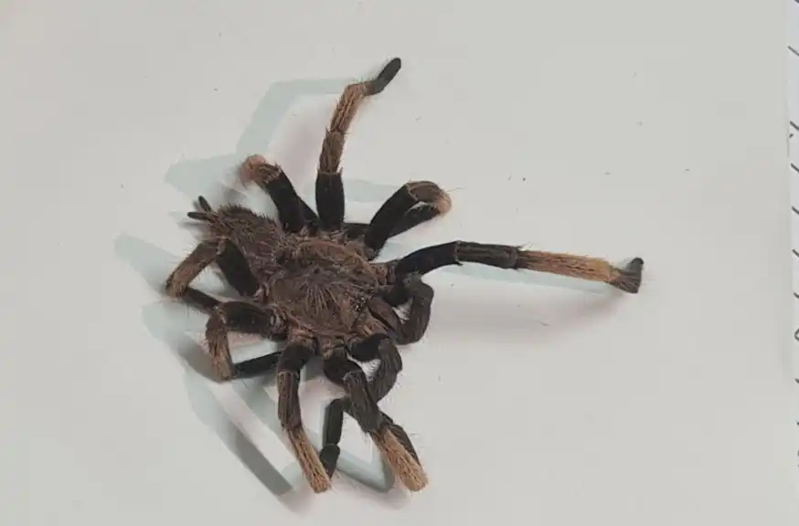 Nhập viện điều trị vì bị nhện độc cắn 1 6e63ffabfa