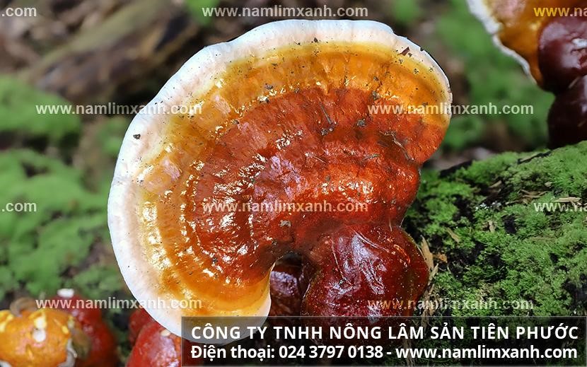 Tác dụng của nấm lim xanh Tiên Phước là gì và nấm mọc ở đâu? 1 a47ff66d61